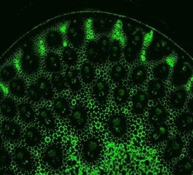 Pectic polysaccharide, homogalacturonan (monoclonal, clone LM20) in the group Antibodies Plant/Algal / Cell Wall / Dr. Knox collection, University of Leeds at Agrisera AB (Antibodies for research) (AS18 4193-1ml)